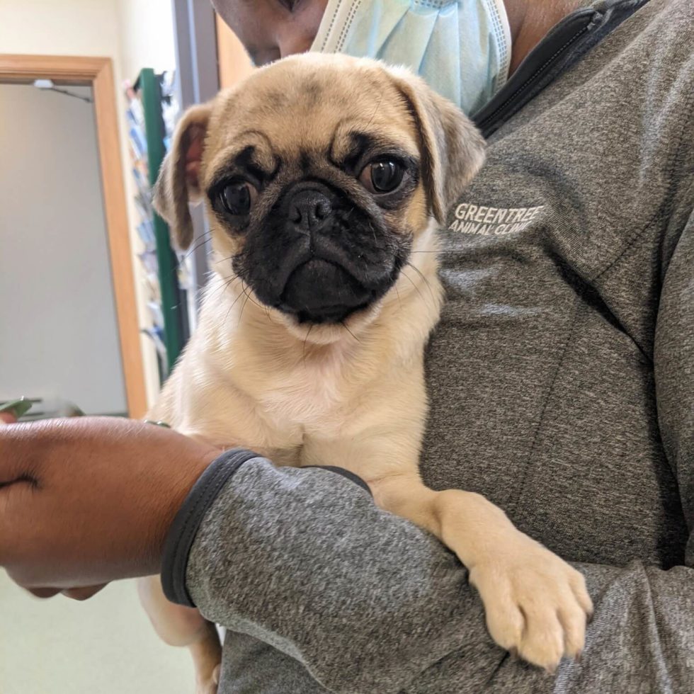 Pet Photo Gallery Pittsburgh, PA 15220 Greentree Animal Clinic