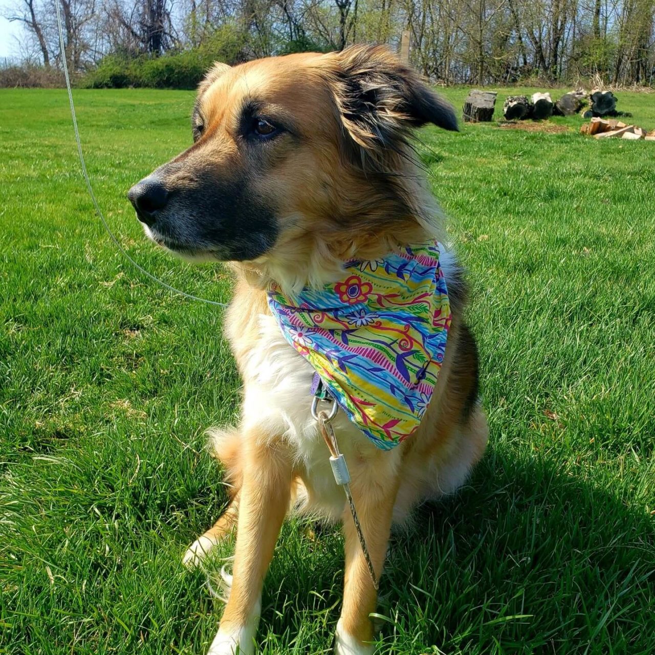 Pet Photo Gallery Pittsburgh, PA 15220 Greentree Animal Clinic