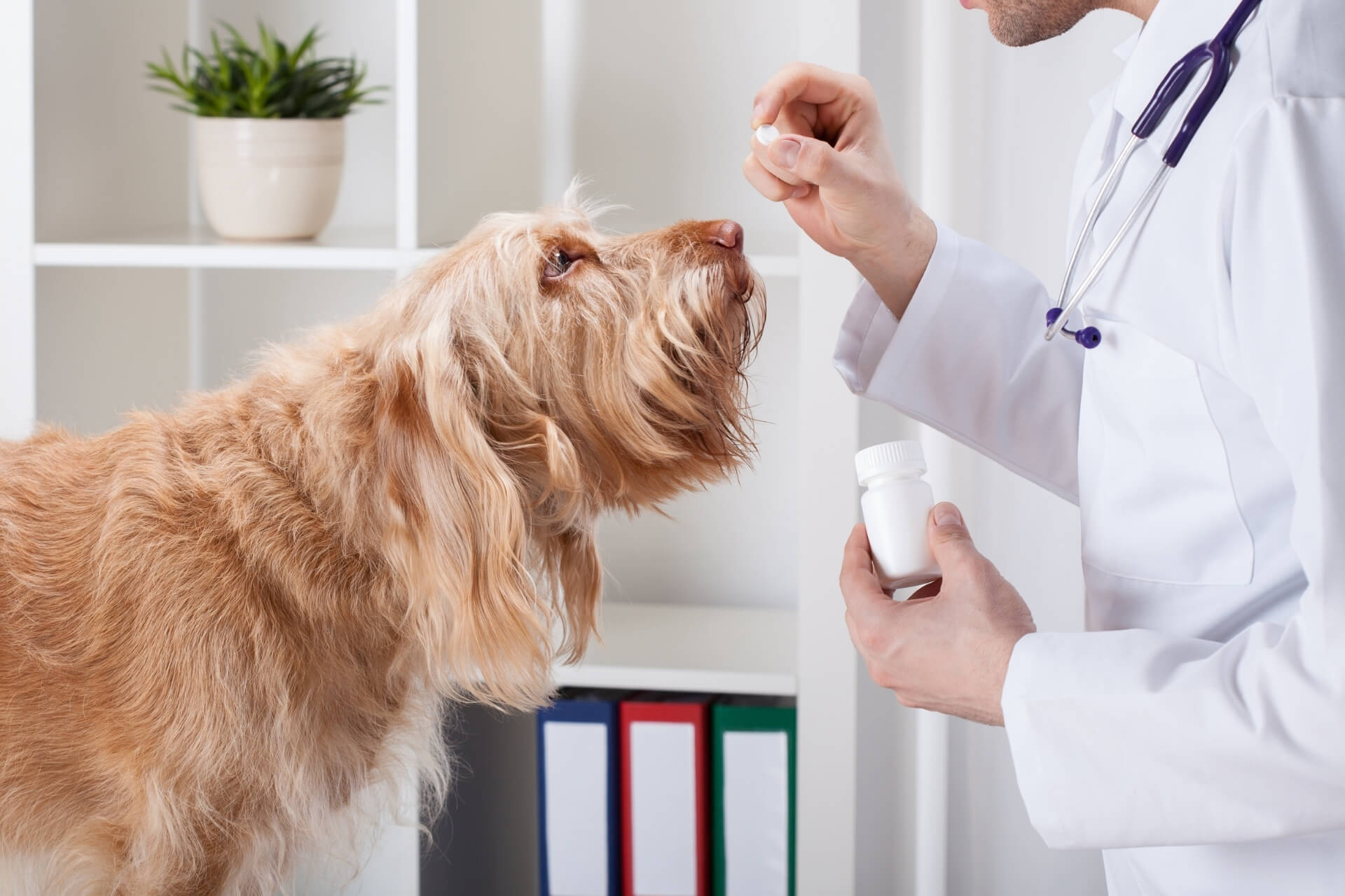 refill-request-form-pittsburgh-pa-greentree-animal-clinic