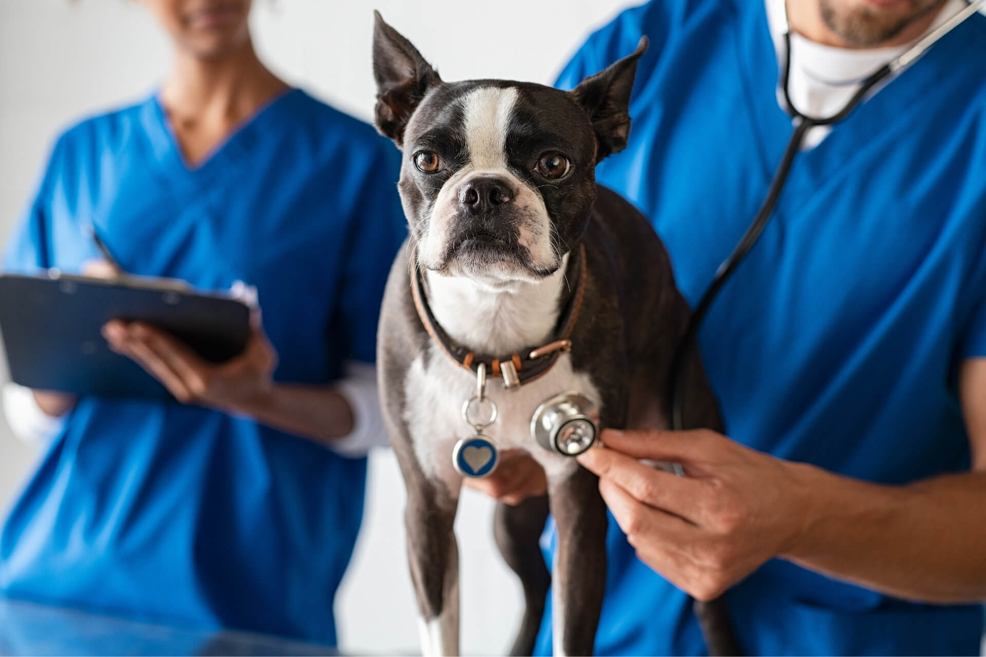 Veterinary Services in Pittsburgh, PA 15220 Greentree Animal Clinic