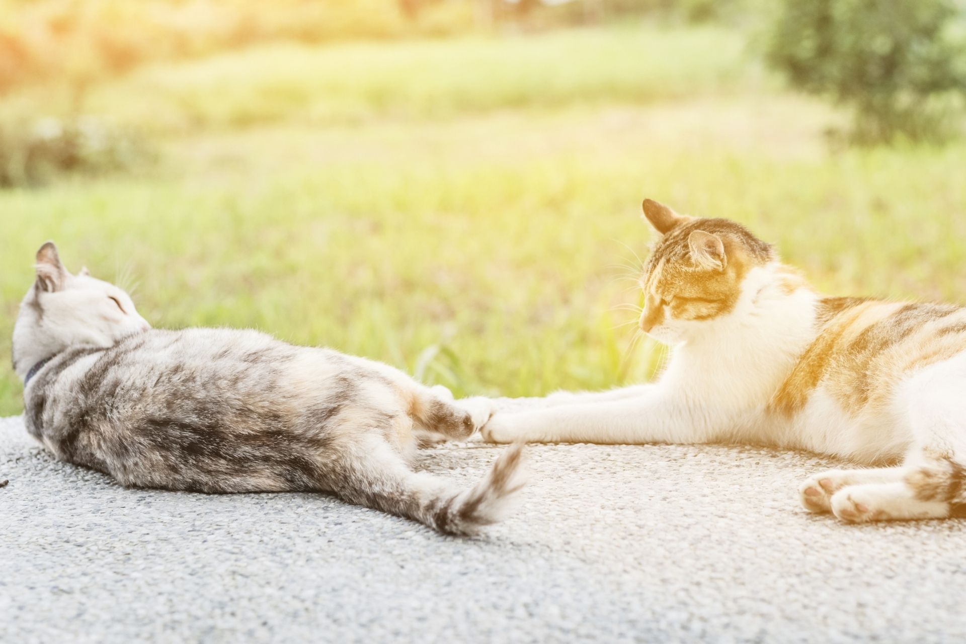 Pittsburgh, PA 15220 Veterinary Appointment Greentree Animal Clinic