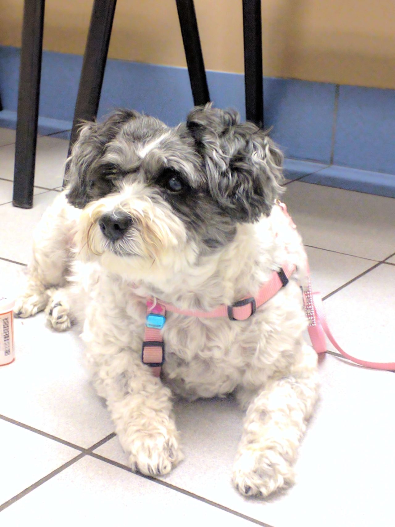 Pet Photo Gallery Pittsburgh, PA 15220 Greentree Animal Clinic