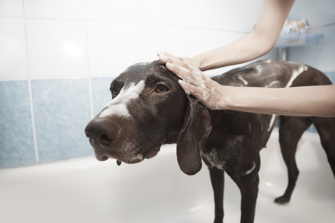 Grooming Tips for Pets This Summer - Greentree Animal Clinic