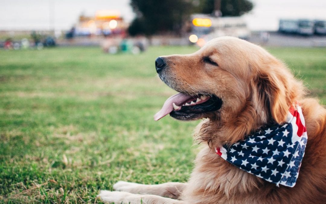 Fourth of July Fun with Your Pet!