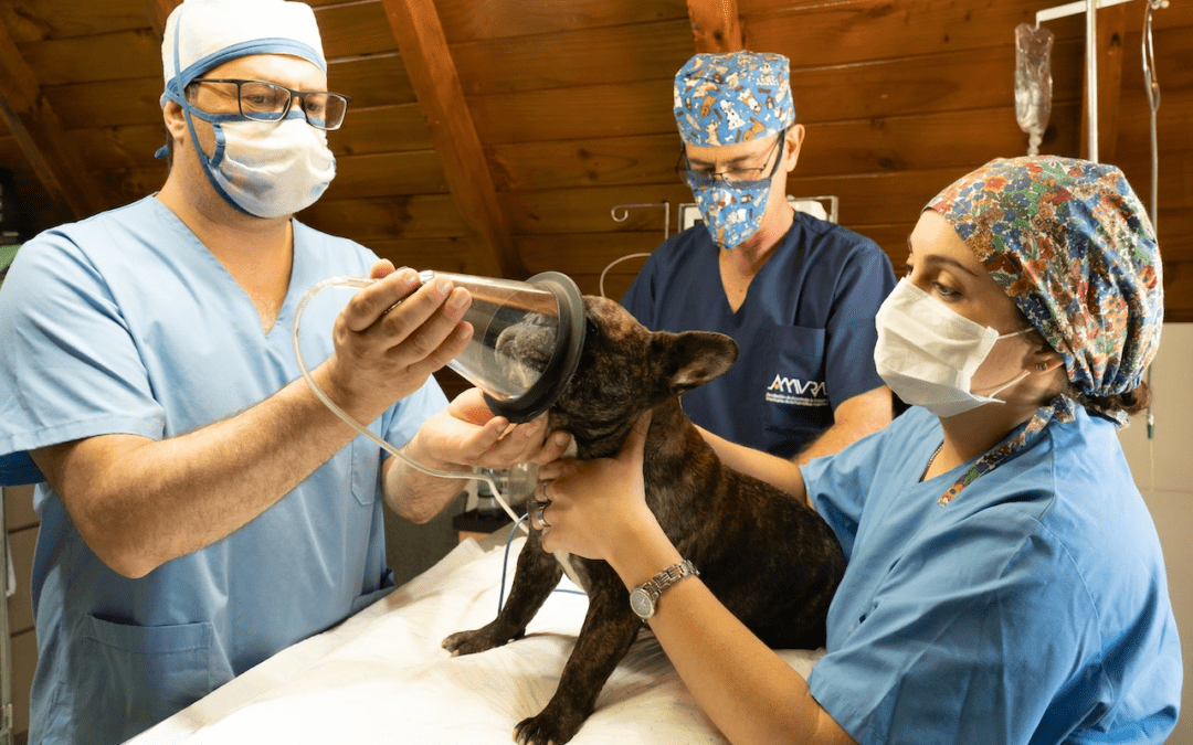 Who are Veterinary Technicians and What Do They Do?