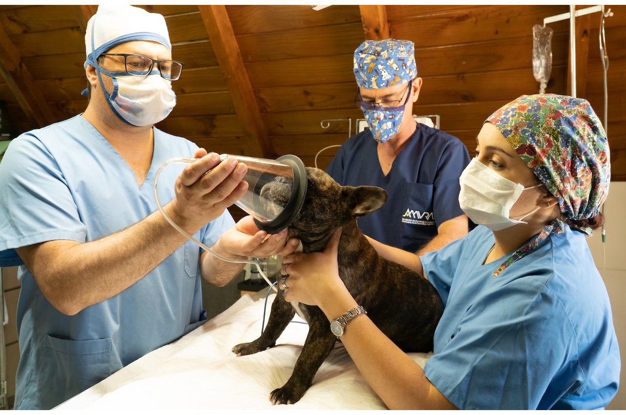 Veterinary Technician Certification Arizona At Edith Curtis Blog