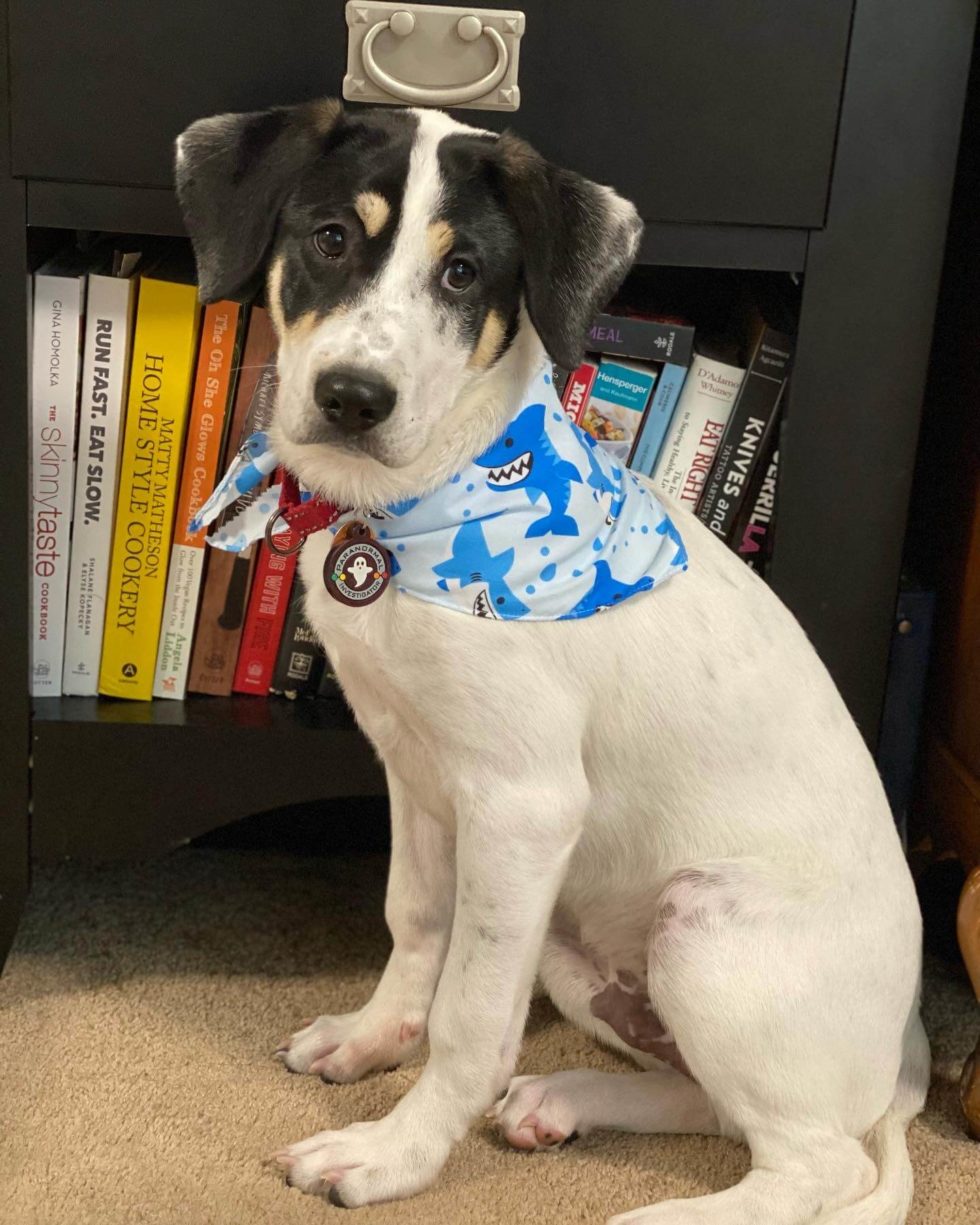 Pet Photo Gallery Pittsburgh, PA 15220 Greentree Animal Clinic