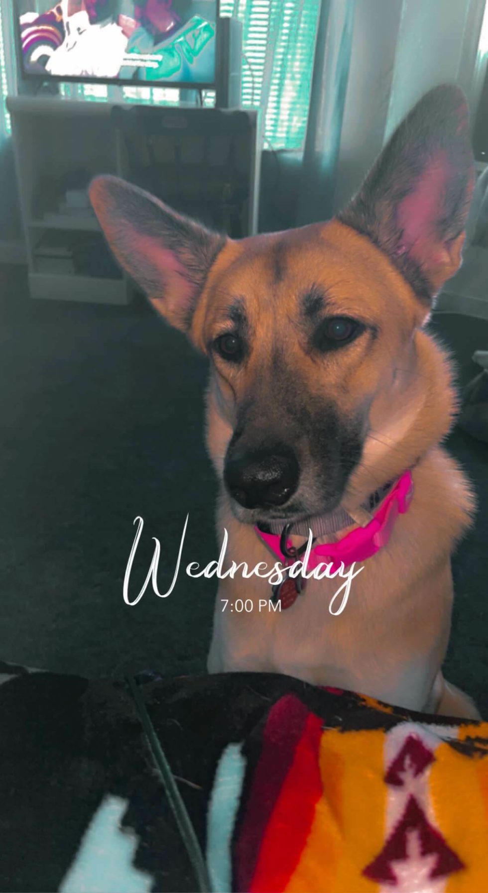 Pet Photo Gallery Pittsburgh, PA 15220 Greentree Animal Clinic