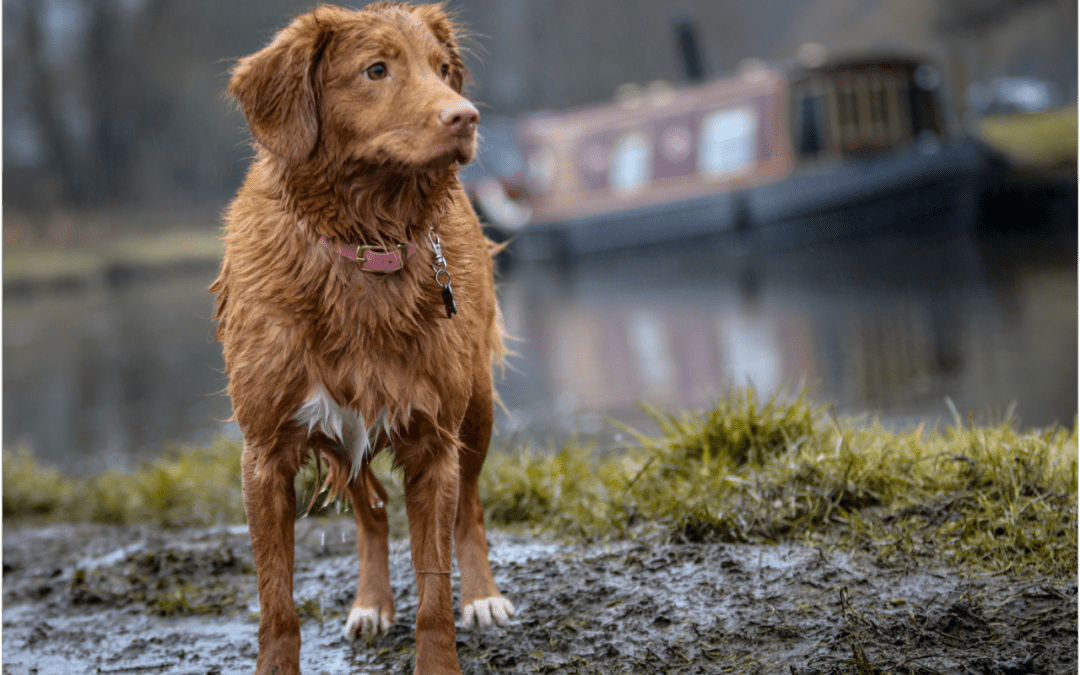 What You Need to Know about Hypothermia in Pets