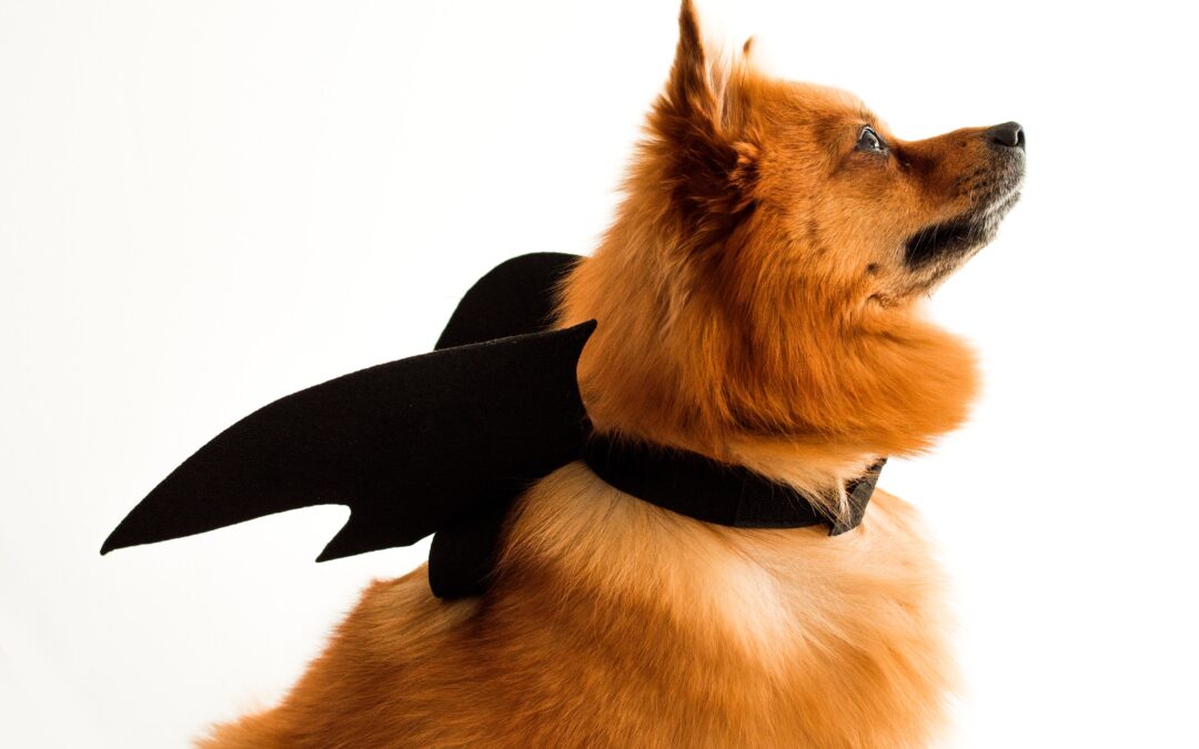 Ensuring Halloween Safety for Your Beloved Pets
