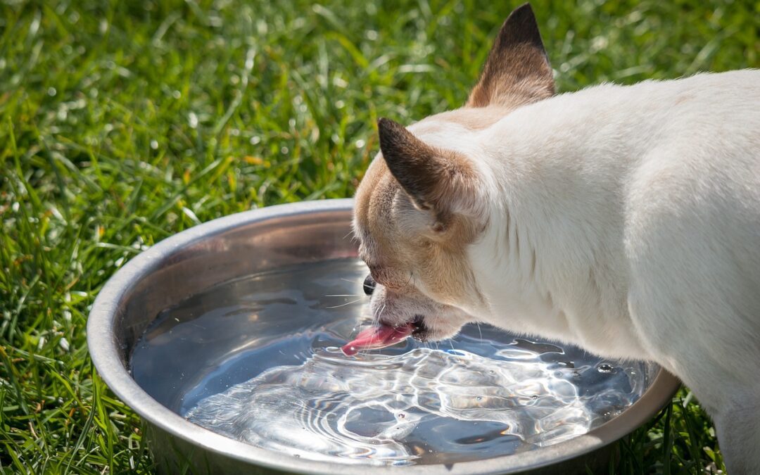 White Chihuahua drinking water